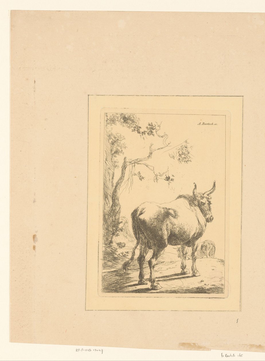 Stier von hinten gesehen von Adam von Bartsch