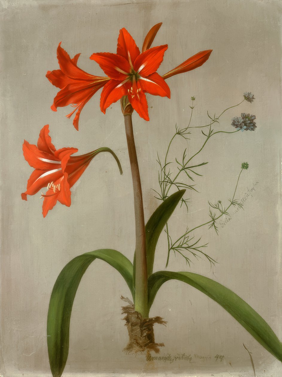 Amaryllis und Gilia von Adolf Senff