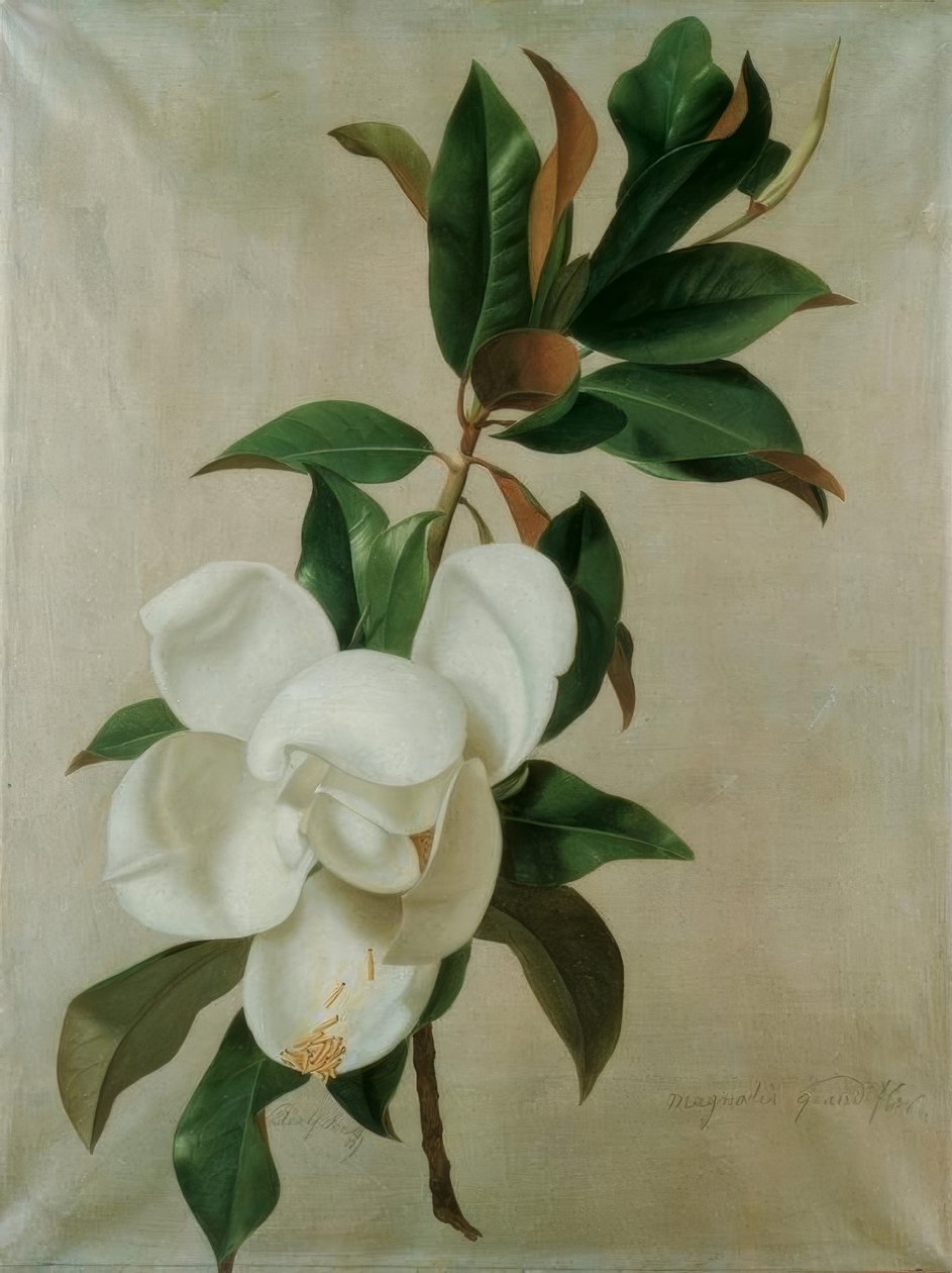 Magnolie von Adolf Senff