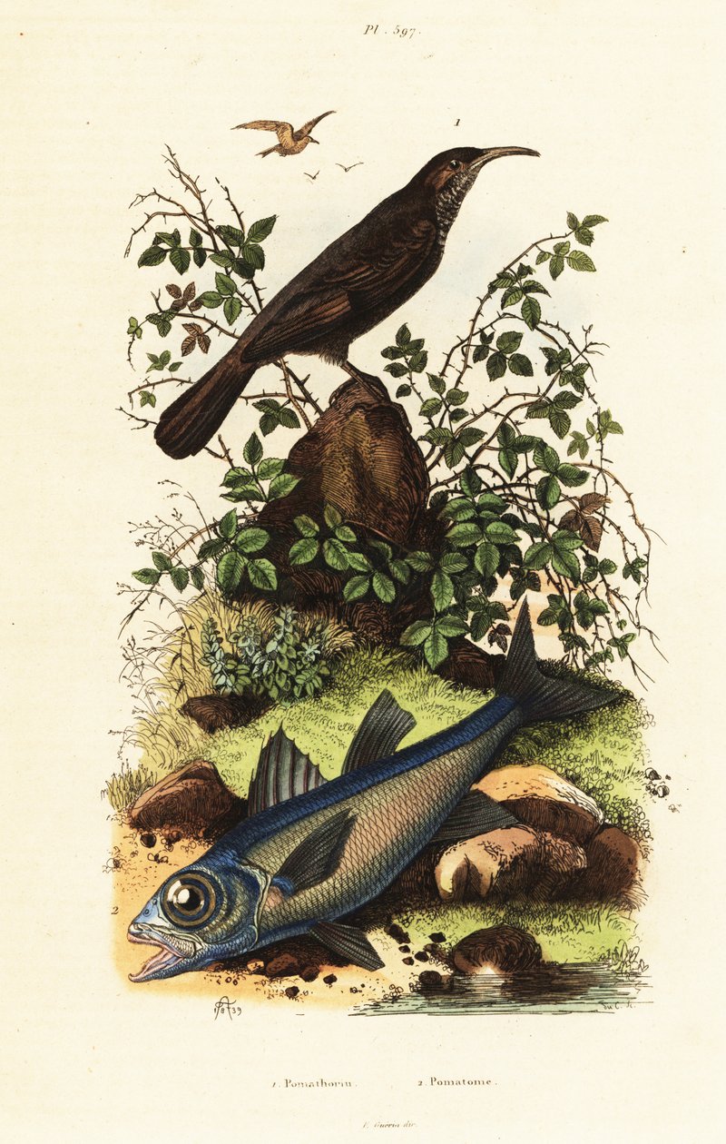 Graukronen-Babbler und Schwarzer Kardinalfisch von Adolph (after) Fries