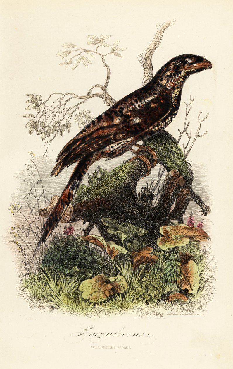 Papua-Froschmaul, Podargus papuensis von Adolph (after) Fries