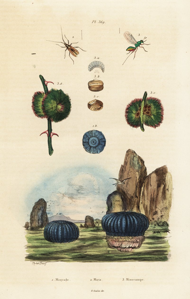 Seeanemone und Insekten, 1834-1839 (Gravur) von Adolph (after) Fries