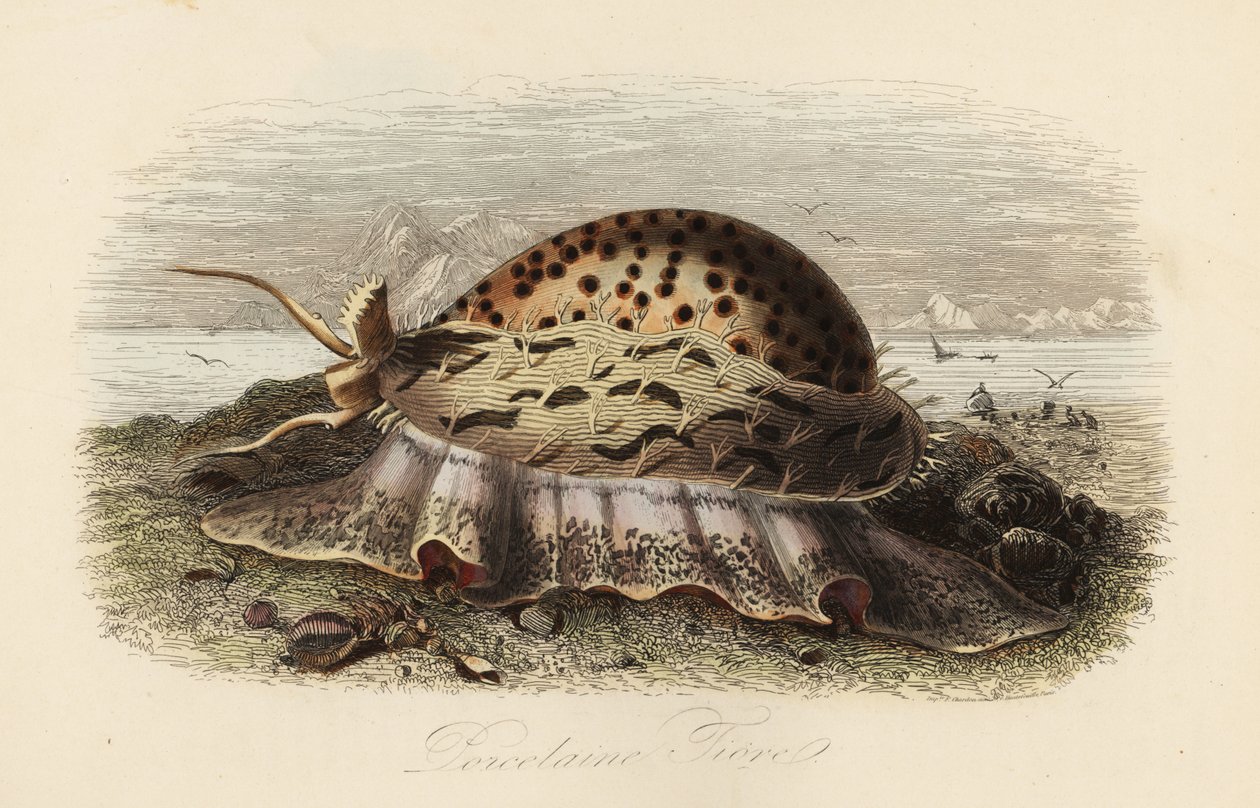 Tigerschnecke, Cypraea tigris von Adolph (after) Fries