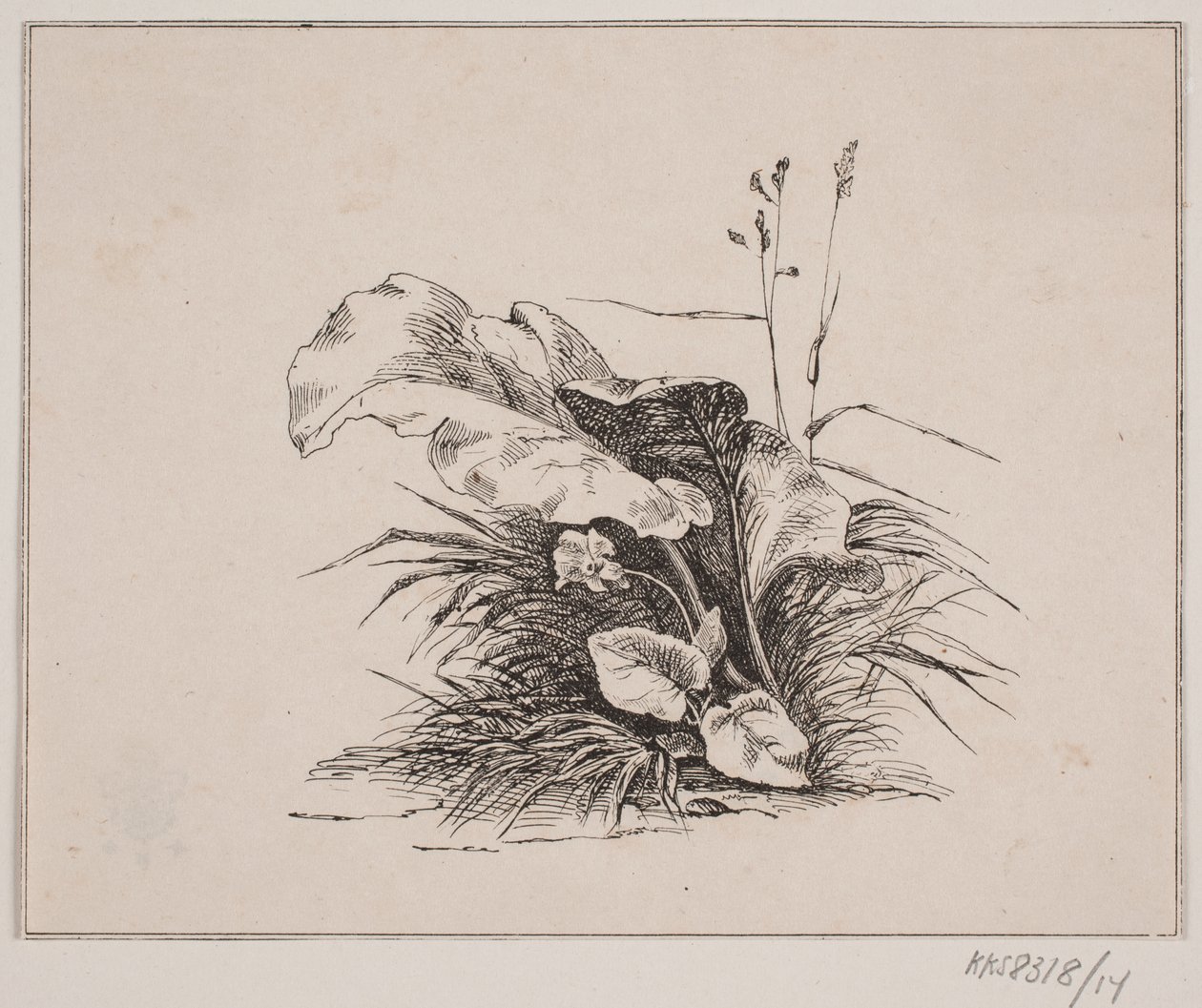 Die Veilchen von Johan Adolph Kittendorff