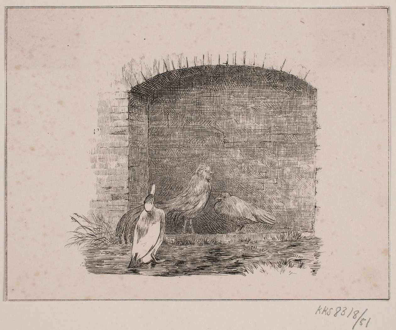 Die Hühner und Enten von Johan Adolph Kittendorff