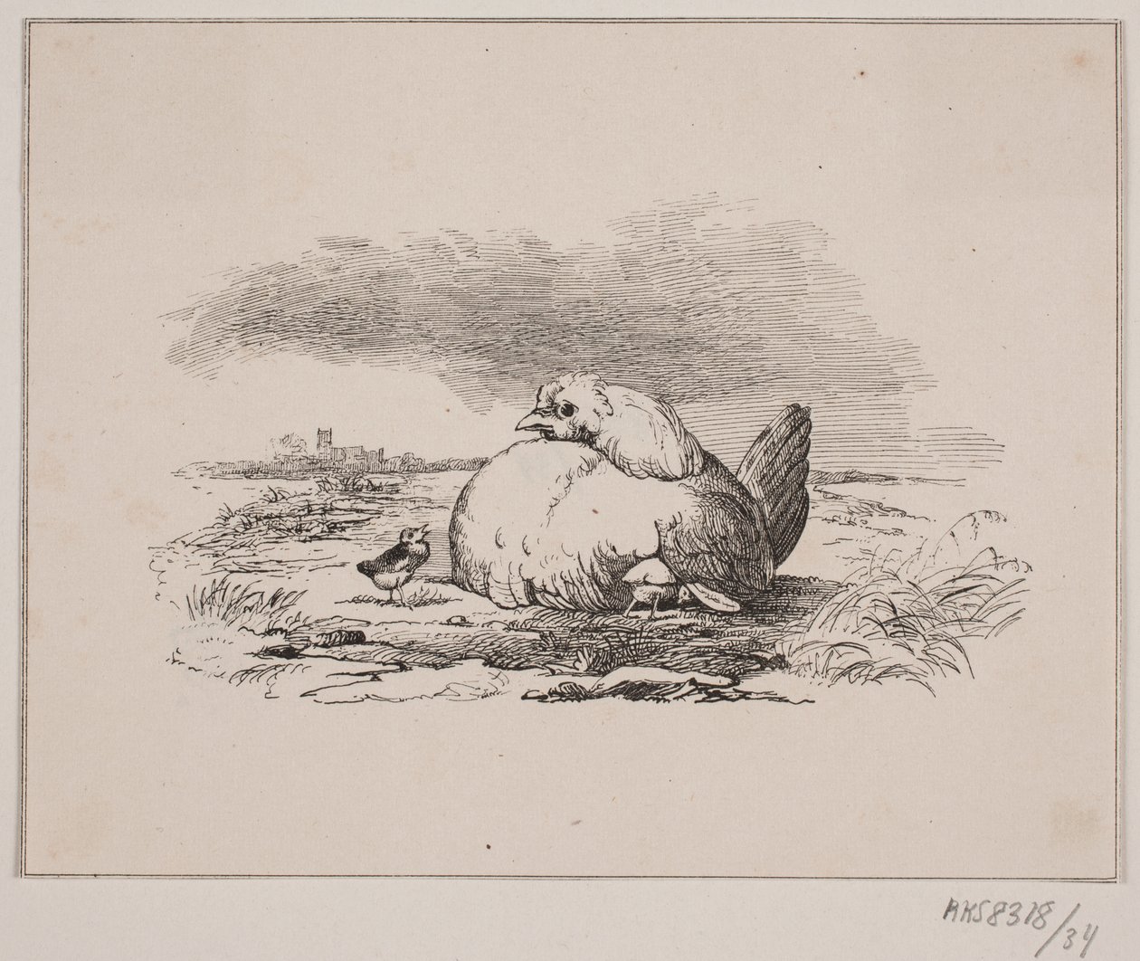 Die Küken von Johan Adolph Kittendorff