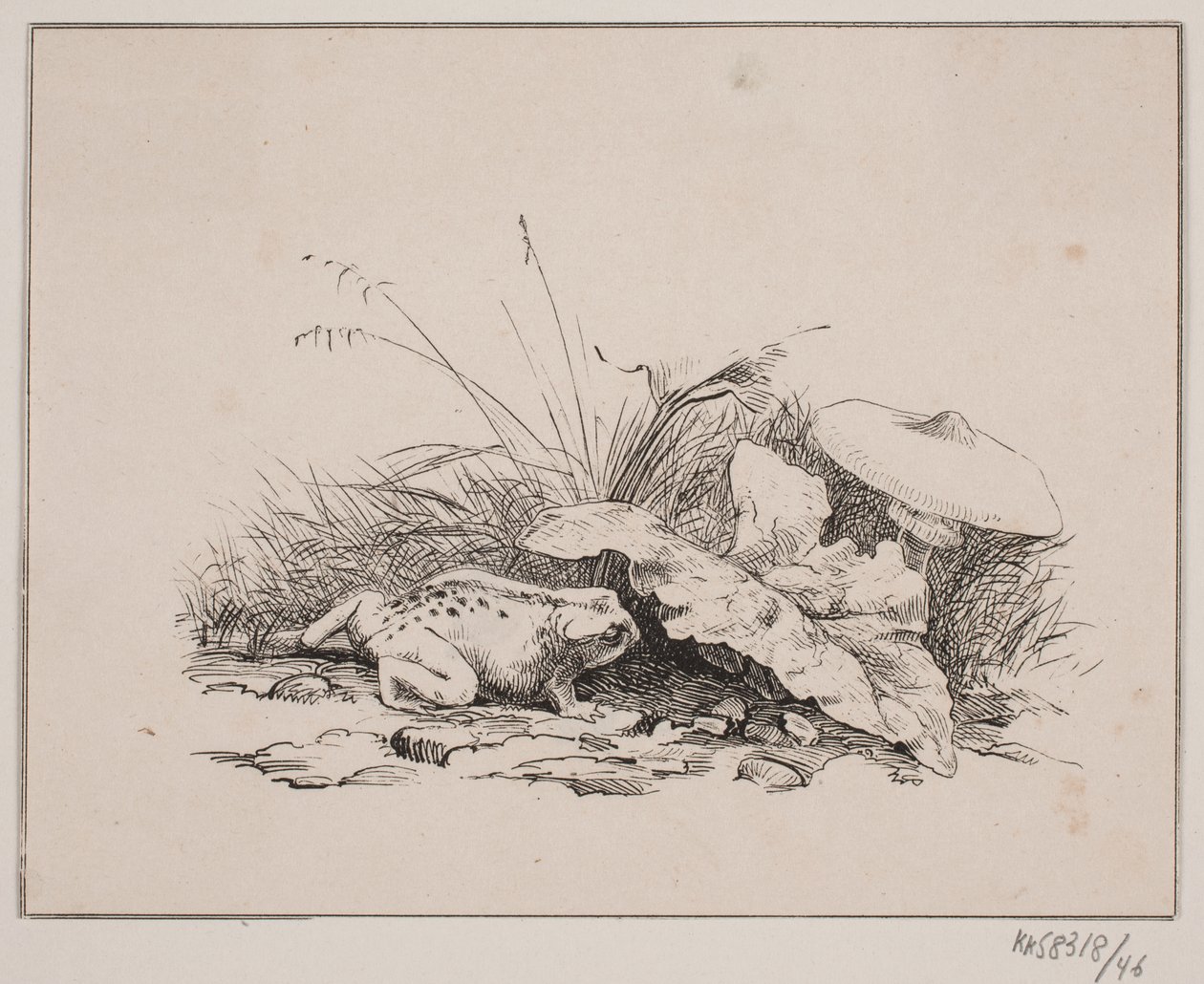Die Kröte von Johan Adolph Kittendorff