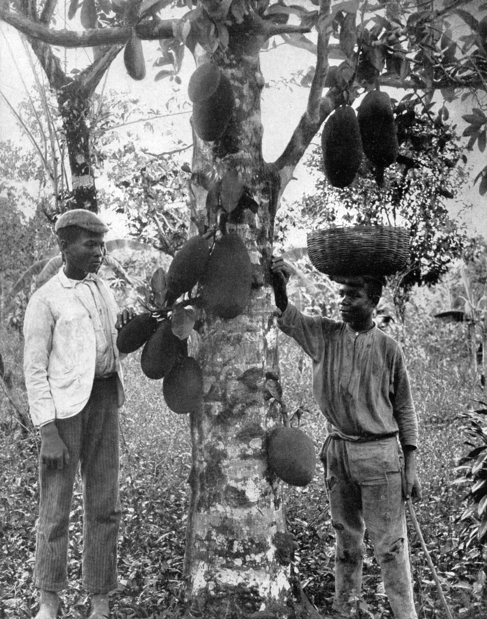 Jackfrucht, Jamaika, um 1905 von Adolphe Duperly and Son