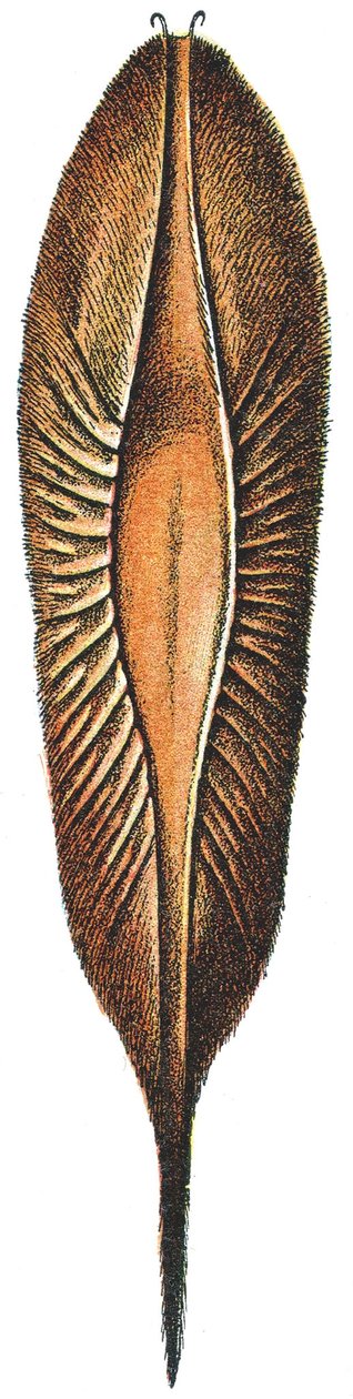 Eikapsel eines Chimärenfisches von Adolphe Philippe Millot