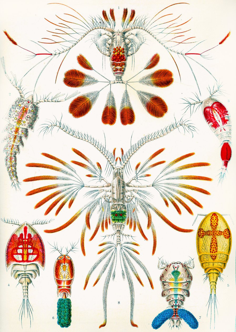 Illustration von Copepoden, ca. 1909 von Adolphe Philippe Millot