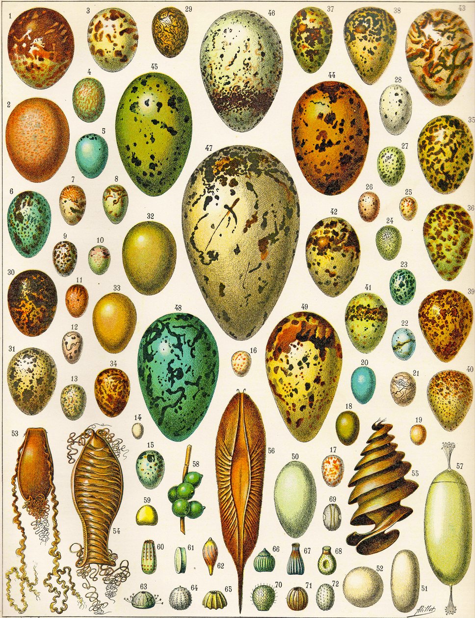 Illustration von Eiern, ca. 1923 von Adolphe Philippe Millot