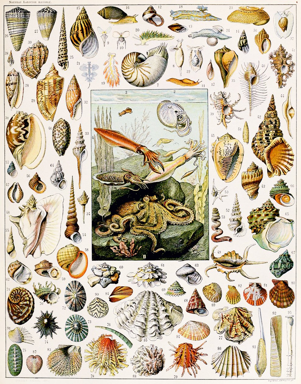 Illustration von Muscheln, ca. 1923 von Adolphe Philippe Millot