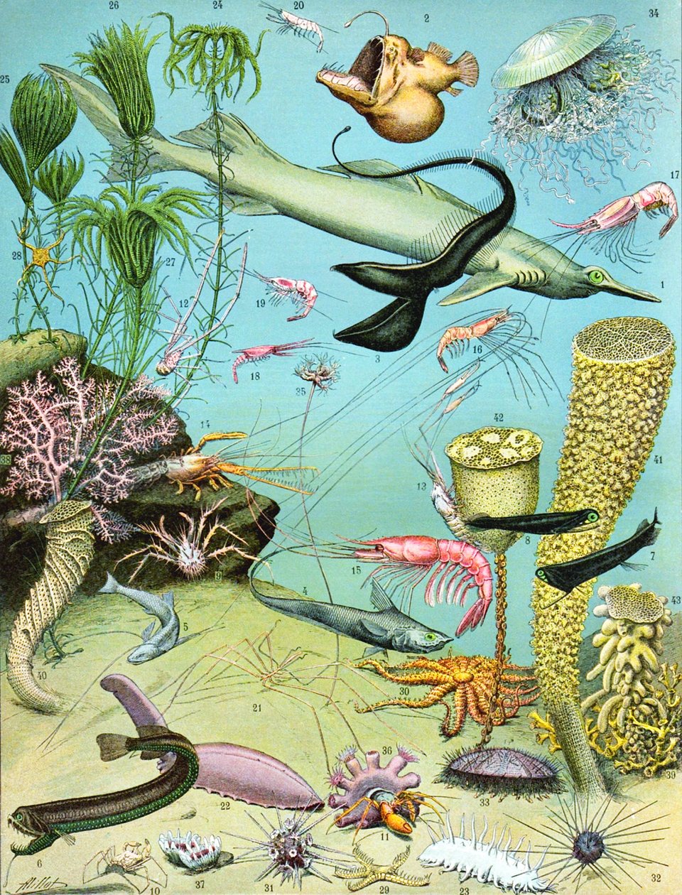 Illustration eines Tiefsee-Ökosystems, ca. 1923 von Adolphe Philippe Millot