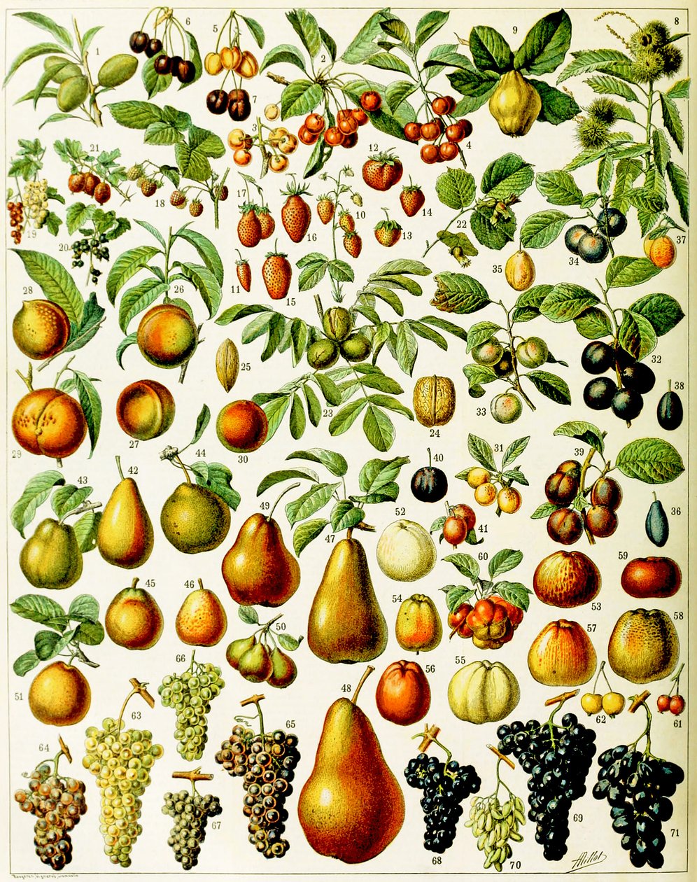 Illustration von Früchten, ca. 1923 von Adolphe Philippe Millot