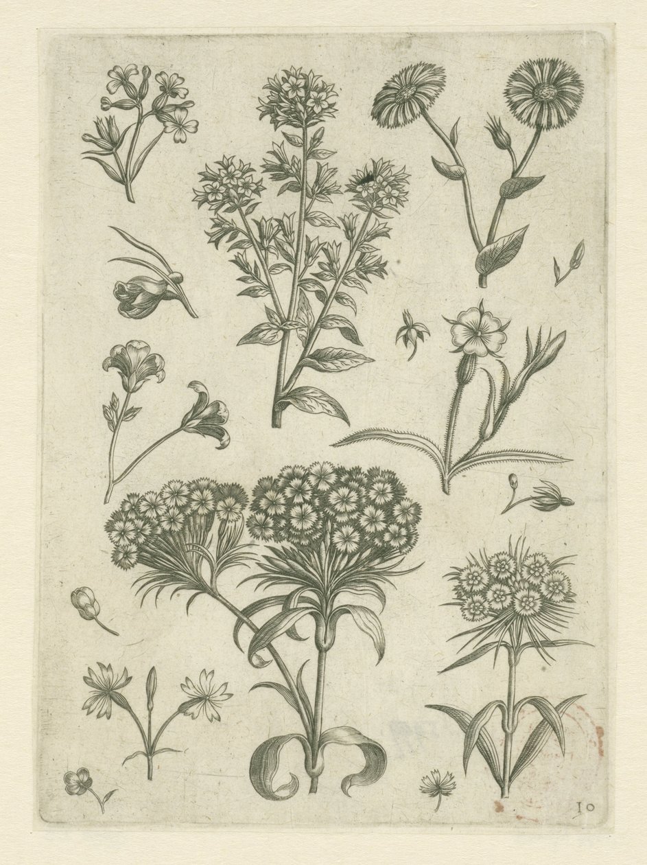 Gänseblümchen und andere Blumen von Adriaen Collaert