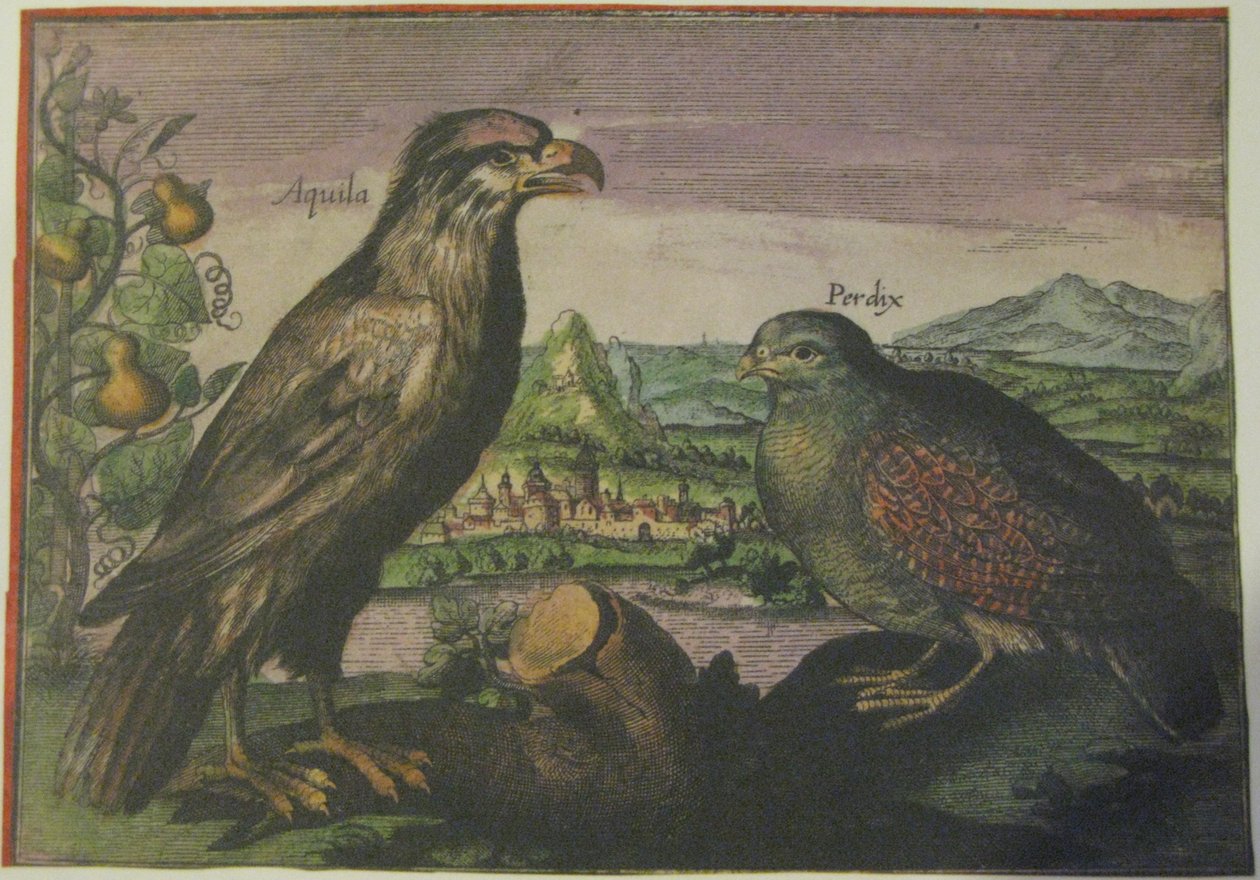 Adler und Rebhuhn, Iconotheca Valvasoriana von Adriaen Collaert