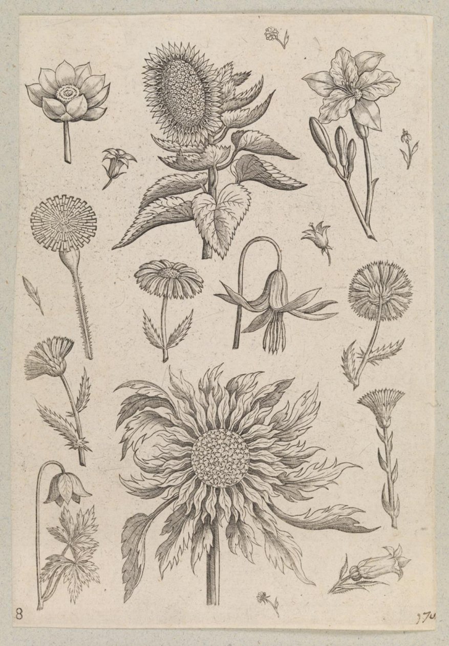 Zwei Sonnenblumen von Adriaen Collaert