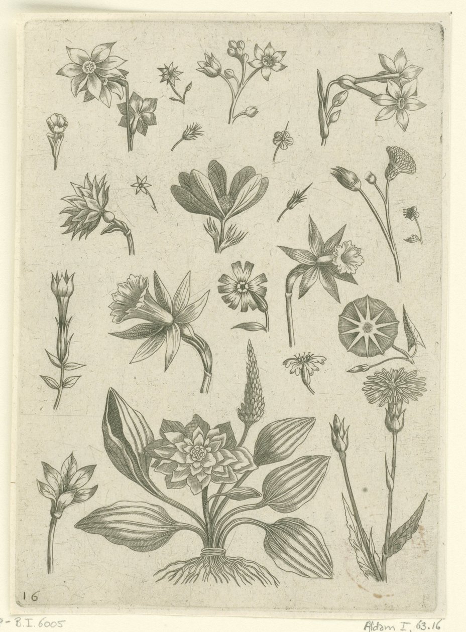 Verschiedene Blumen, darunter Trompetennarzissen von Adriaen Collaert