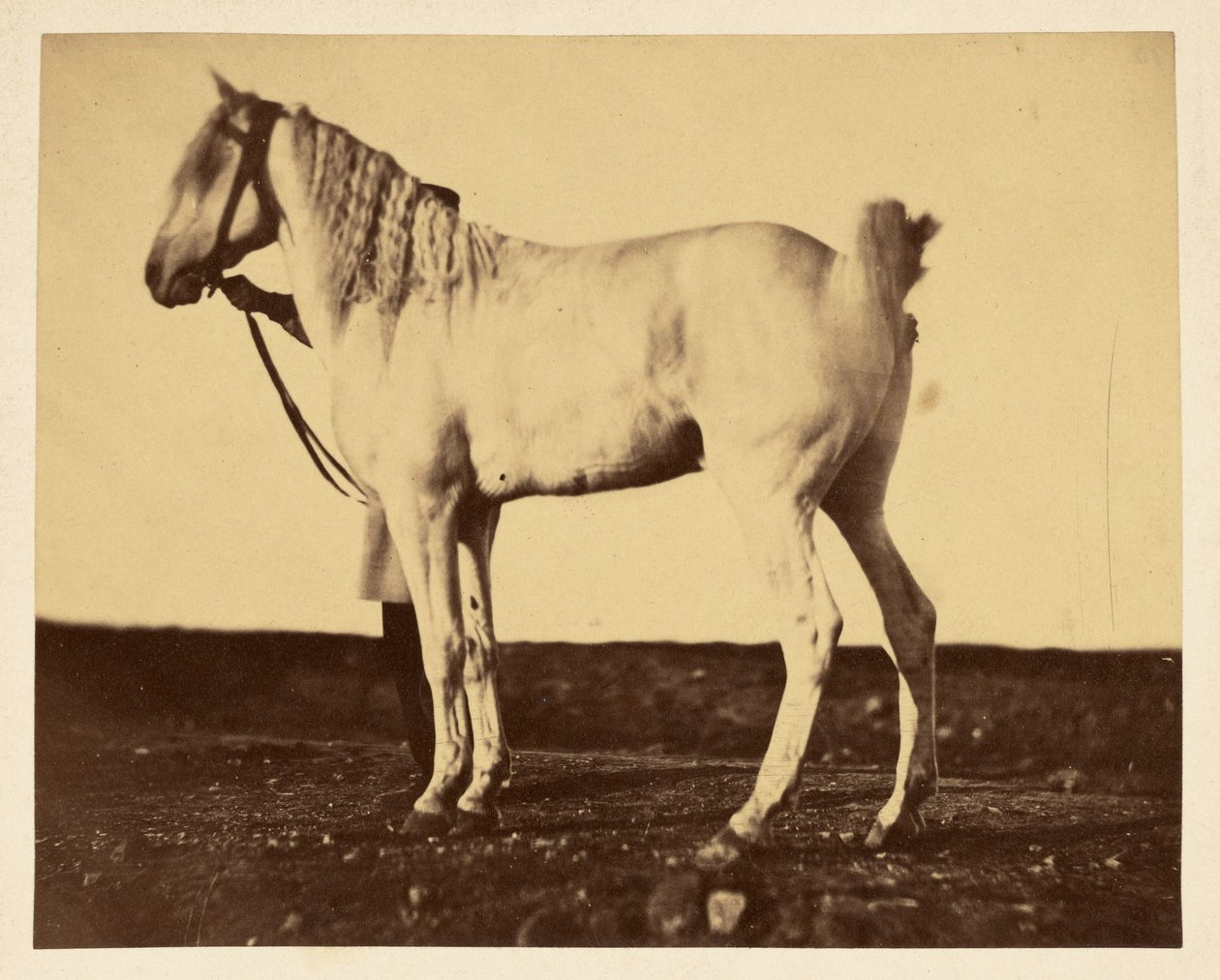 Pferd von Adrien Alban Tournachon
