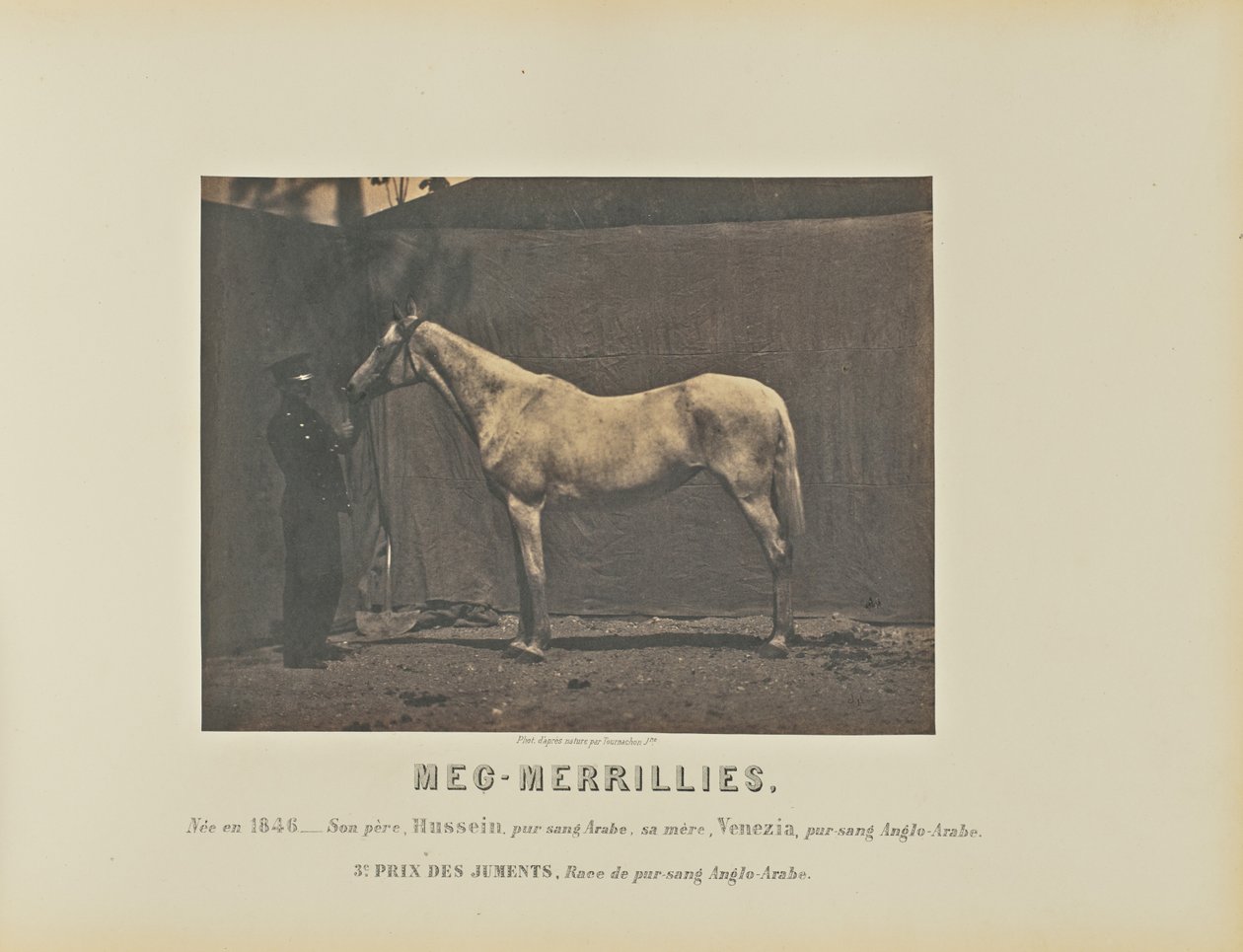 Meg-Merrillies von Adrien Alban Tournachon