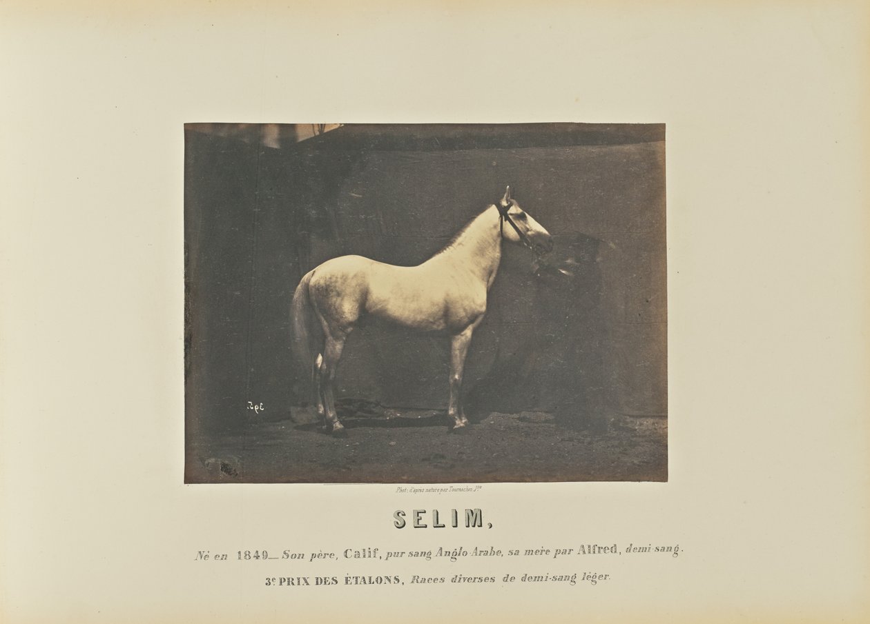 Selim von Adrien Alban Tournachon