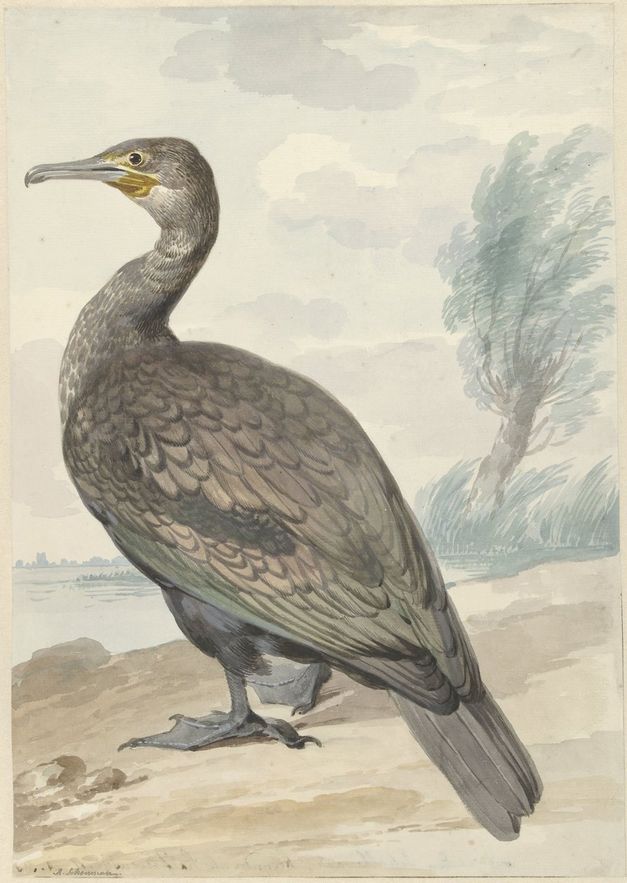Kormoran von Aert Schouman