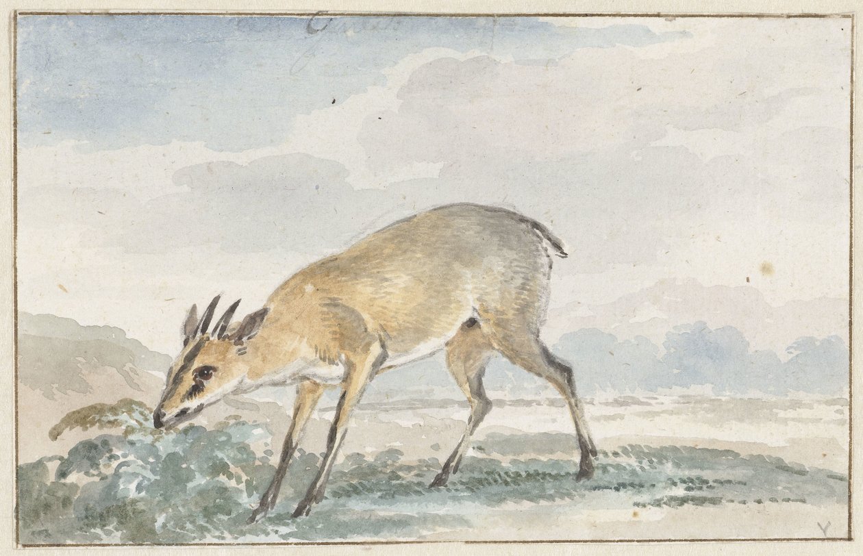 Guineisches Jufferböckchen oder Sylvicapra Grimmia von Aert Schouman