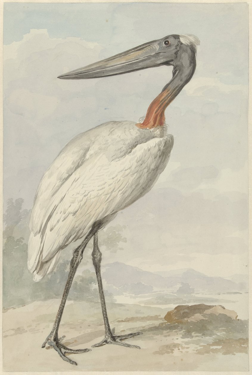 Jabiru (Jabiru mycteria) von Aert Schouman