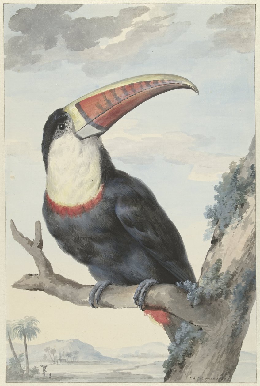 Rotschnabeltukan von Aert Schouman