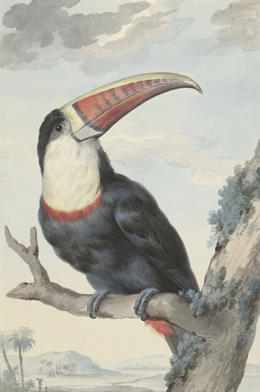 Rotstirntukan, 1748 von Aert Schouman