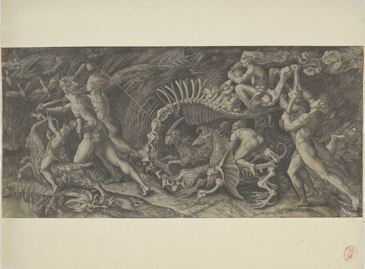 Der Kadaver Lo stregozzo von Agostino Veneziano
