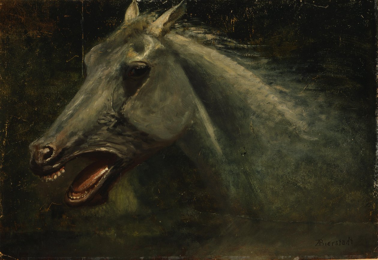 Ein Wilder Hengst von Albert Bierstadt