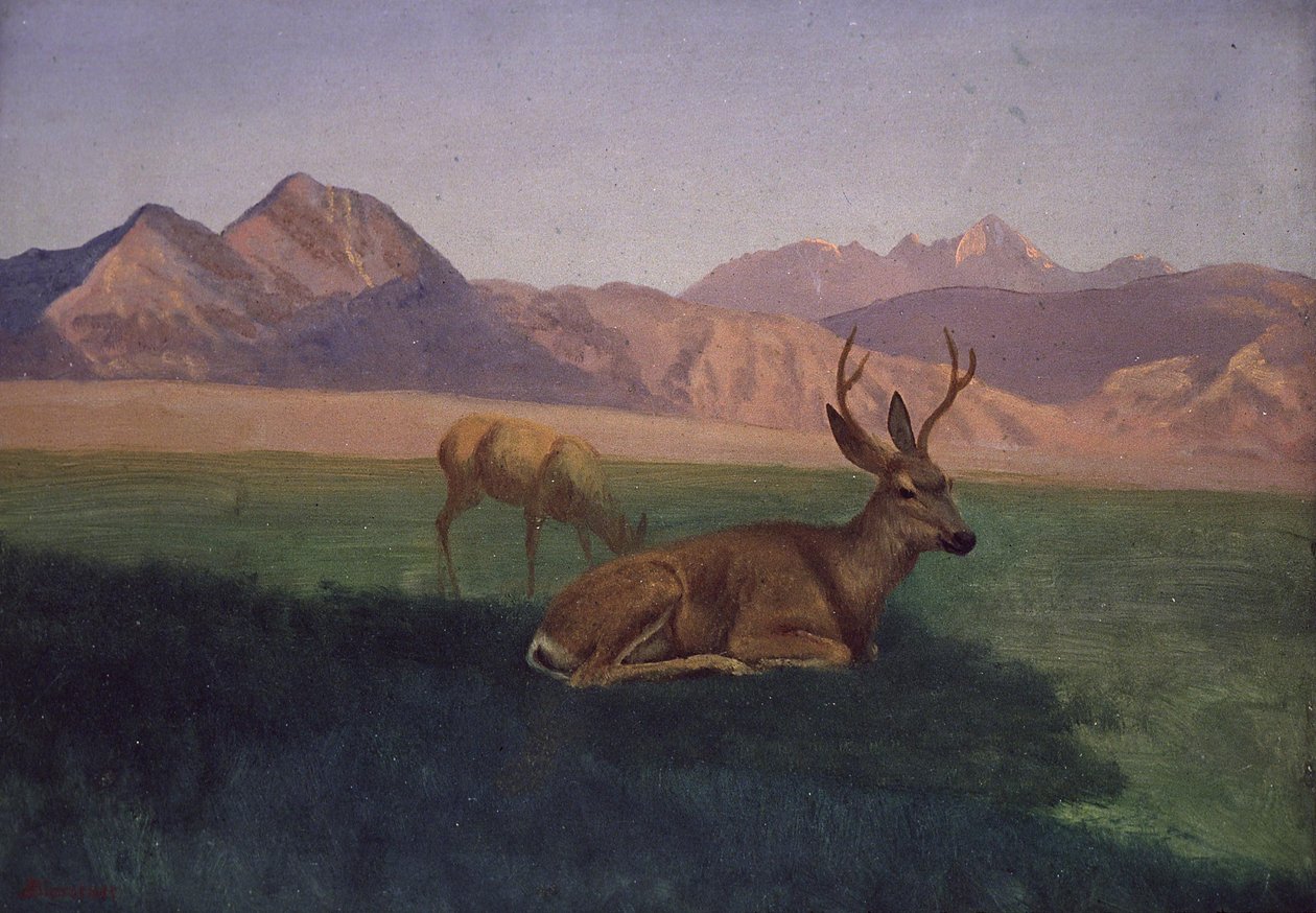 Hirsche von Albert Bierstadt