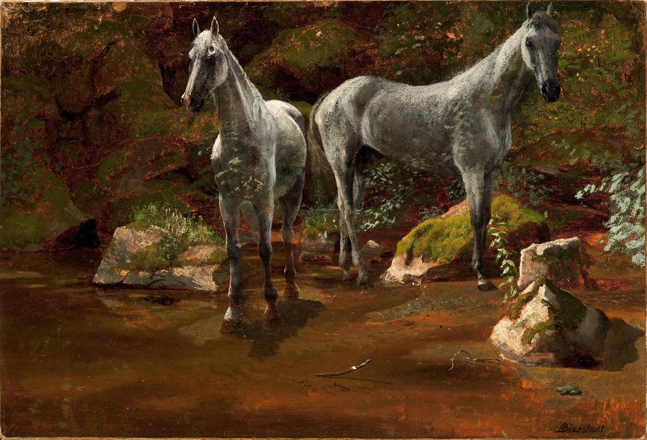 Studie von Wildpferden von Albert Bierstadt