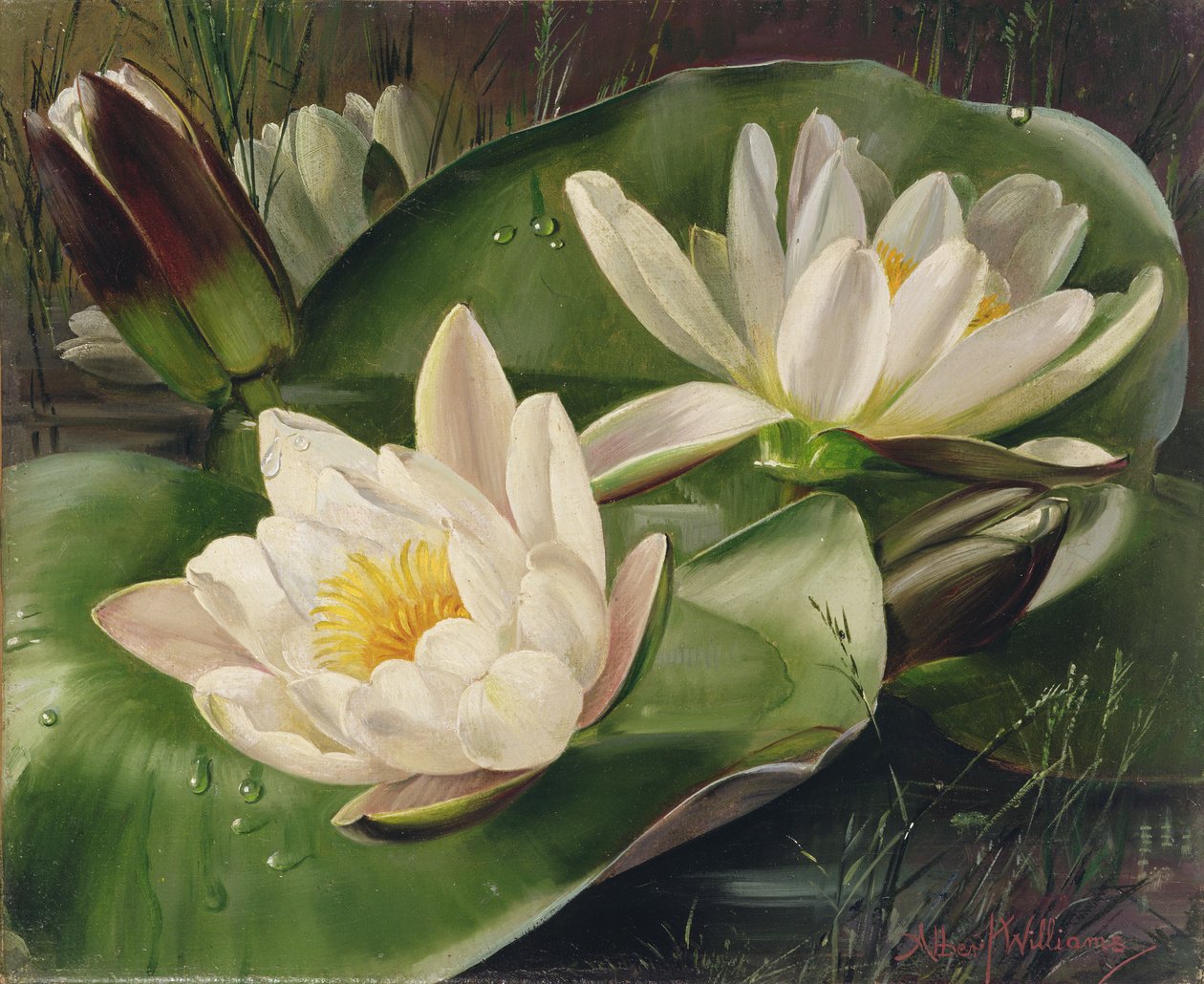 Seerosen von Albert Williams