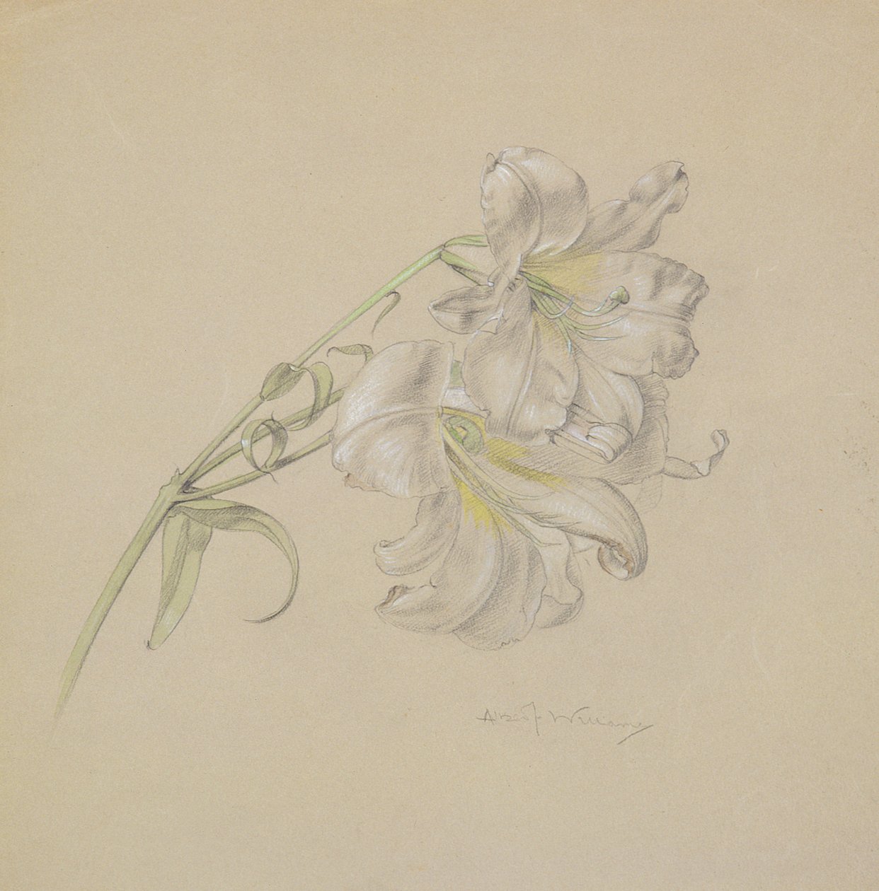 Lilie von Albert Williams
