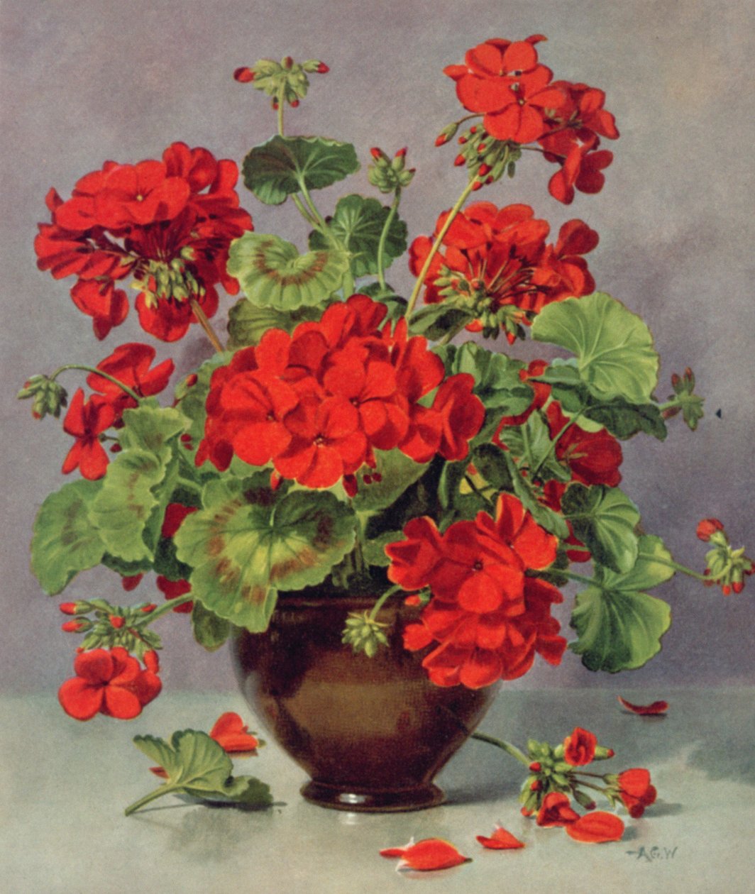 Geranie in einer Irdenwarevase von Albert Williams