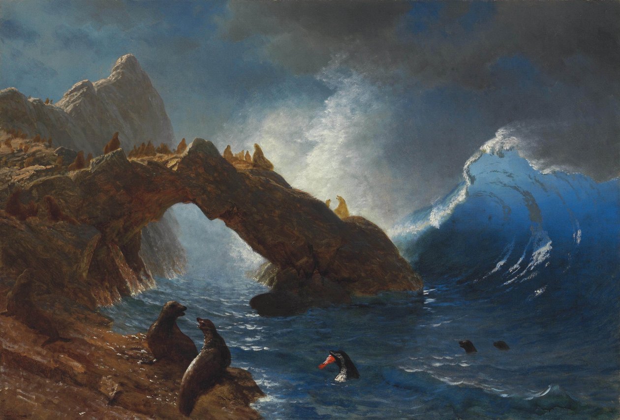 Robben auf den Felsen von Albert Bierstadt