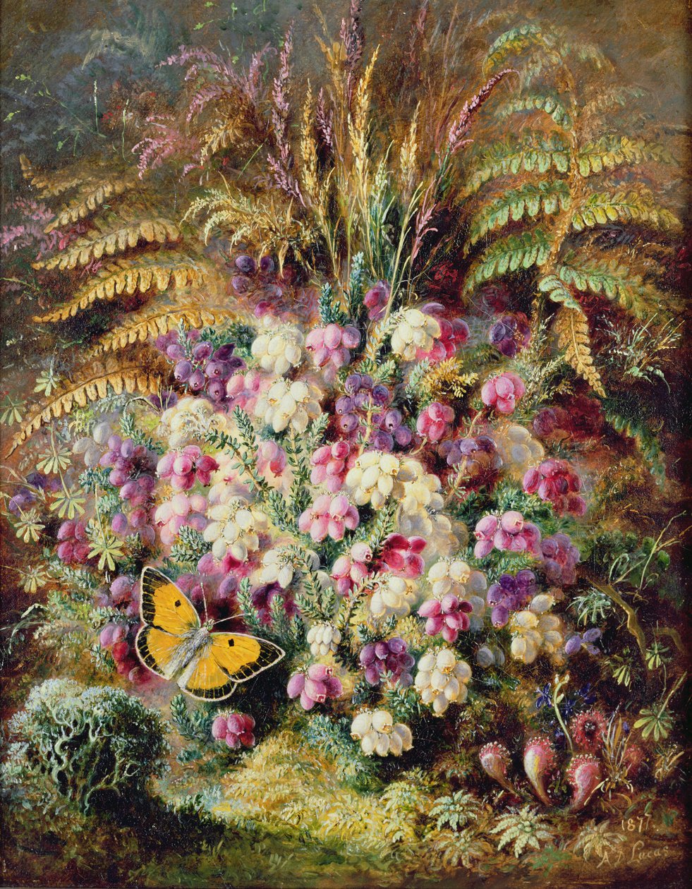 Glockenheide von Albert Durer Lucas