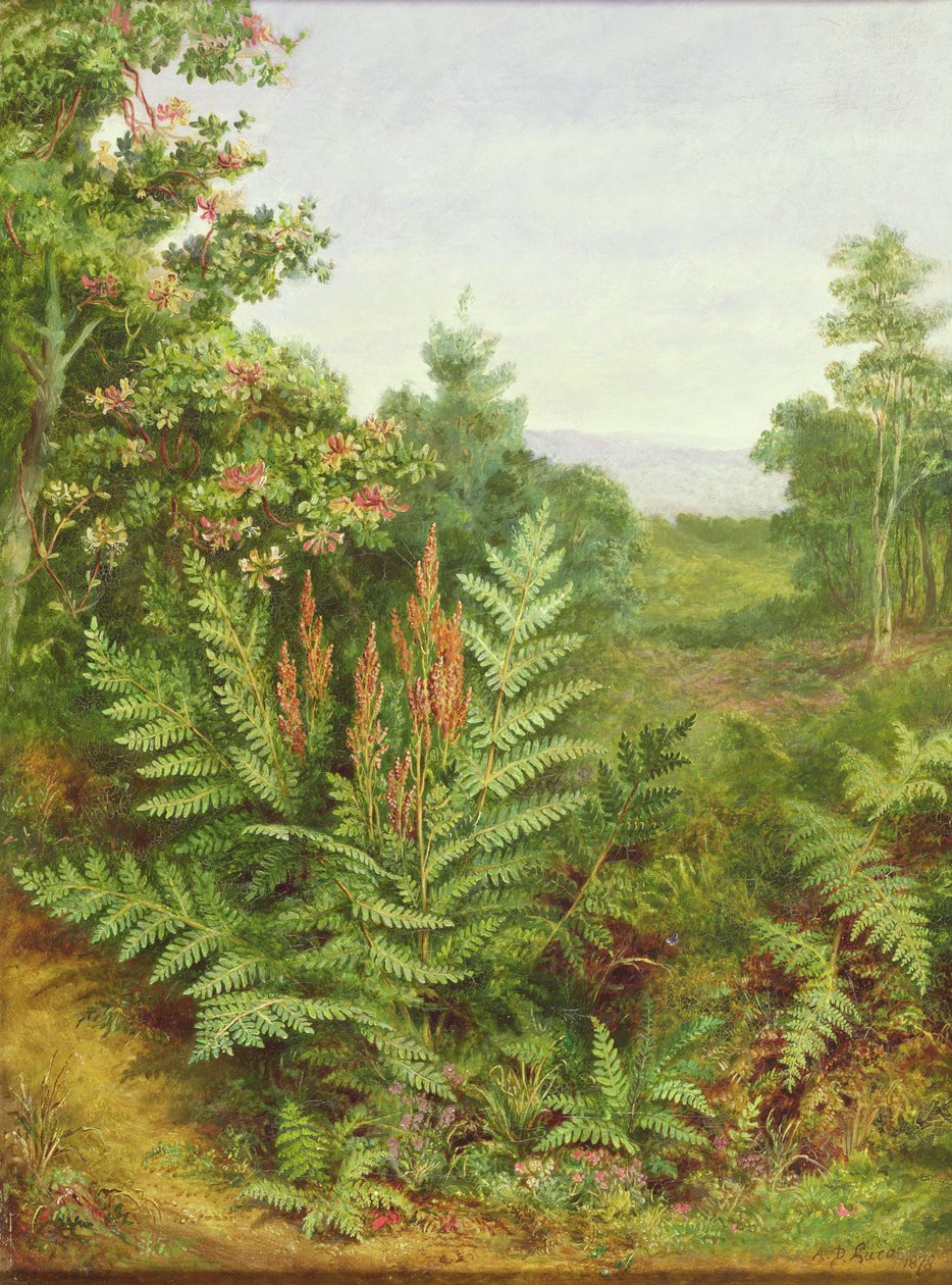 Geißblatt und Farne von Albert Durer Lucas