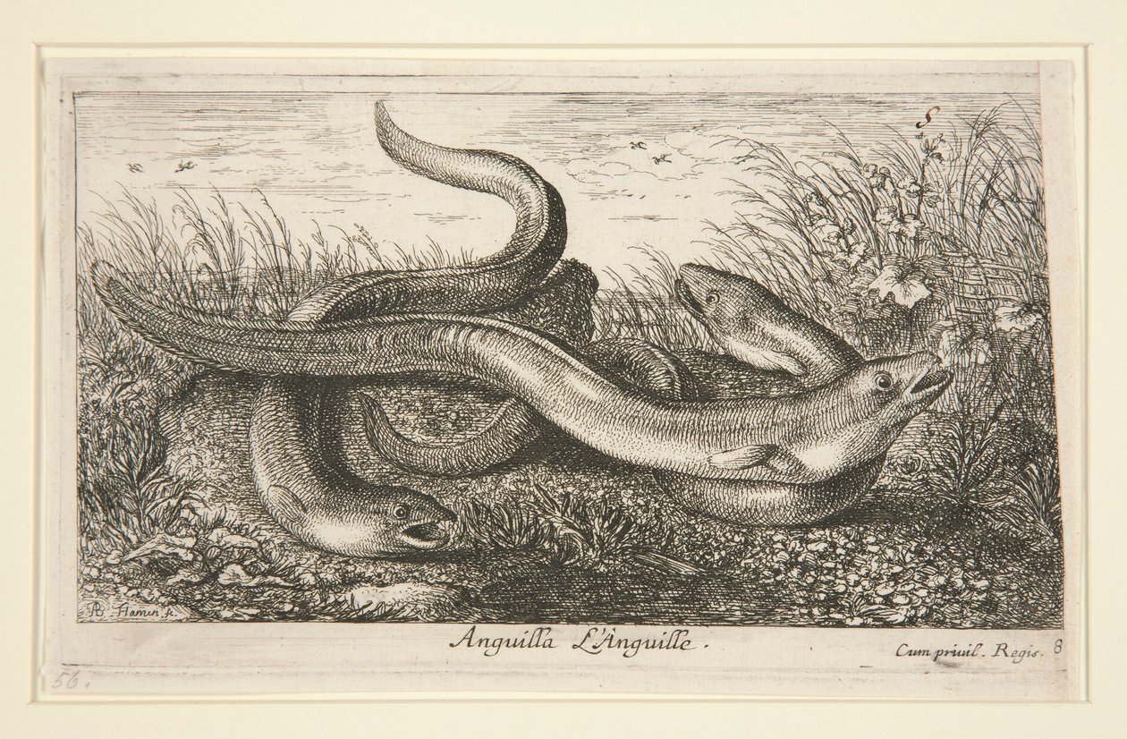 Anguilla. L von Albert Flamen
