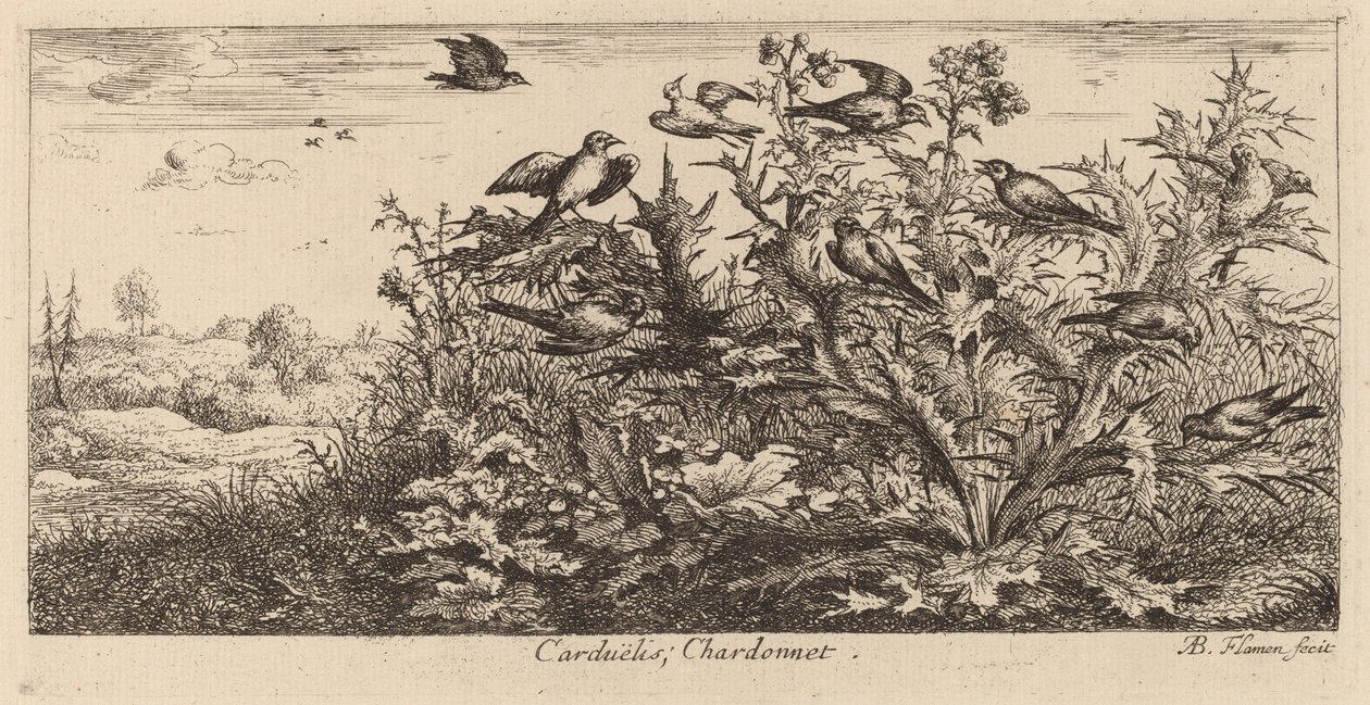 Carduelis, Der Stieglitz von Albert Flamen
