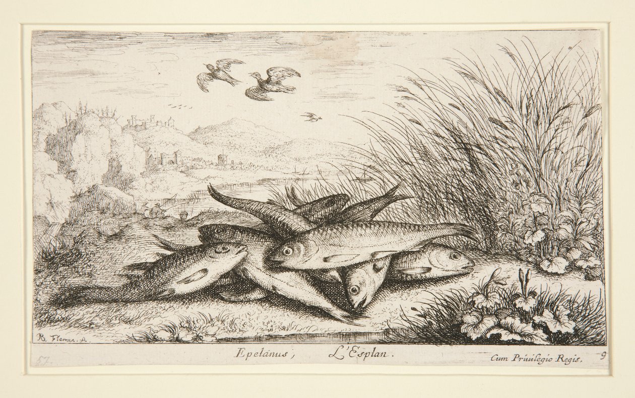 Epelanus, L von Albert Flamen
