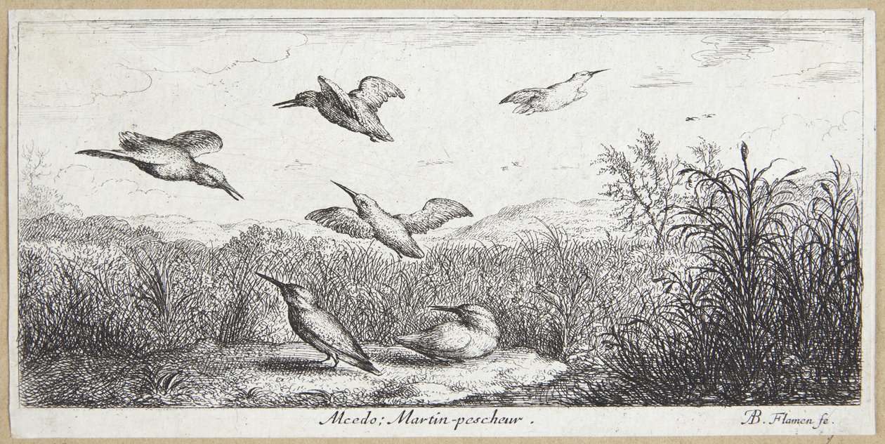 Der Eisvogel von Albert Flamen