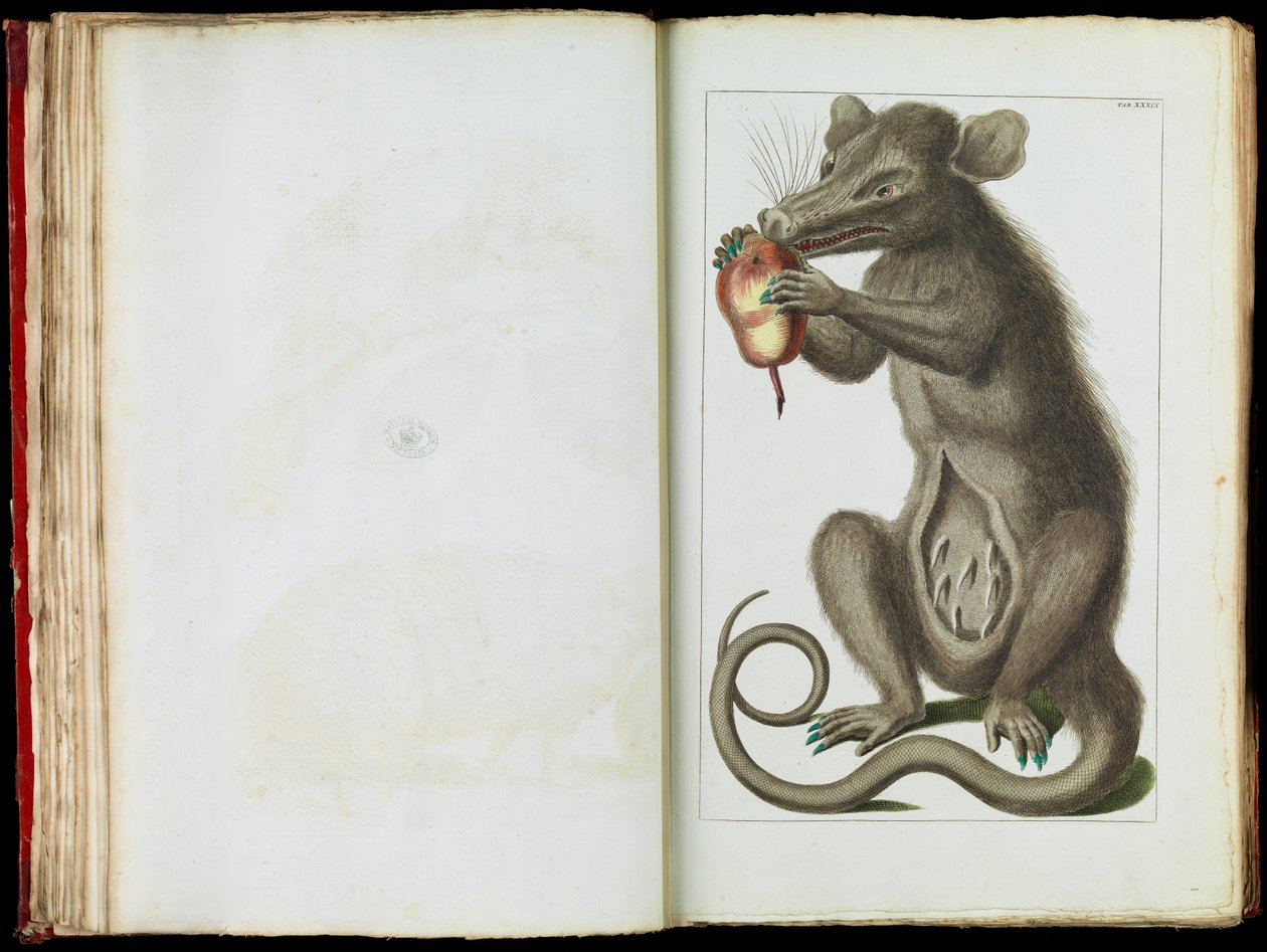 Der Opossum, Didelphimorphia von Albertus Seba
