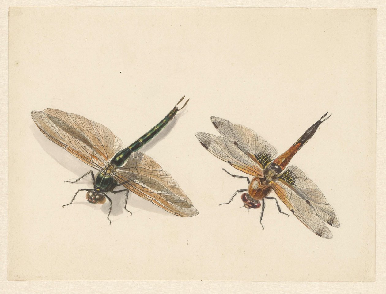 Studie von zwei Libellen von Albertus Steenbergen