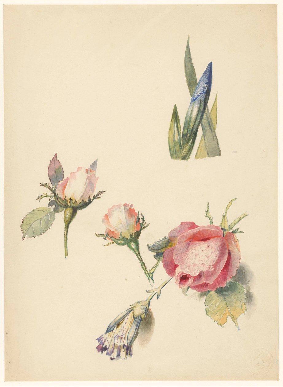 Studienblatt mit drei Rosen und einer Iris von Albertus Steenbergen