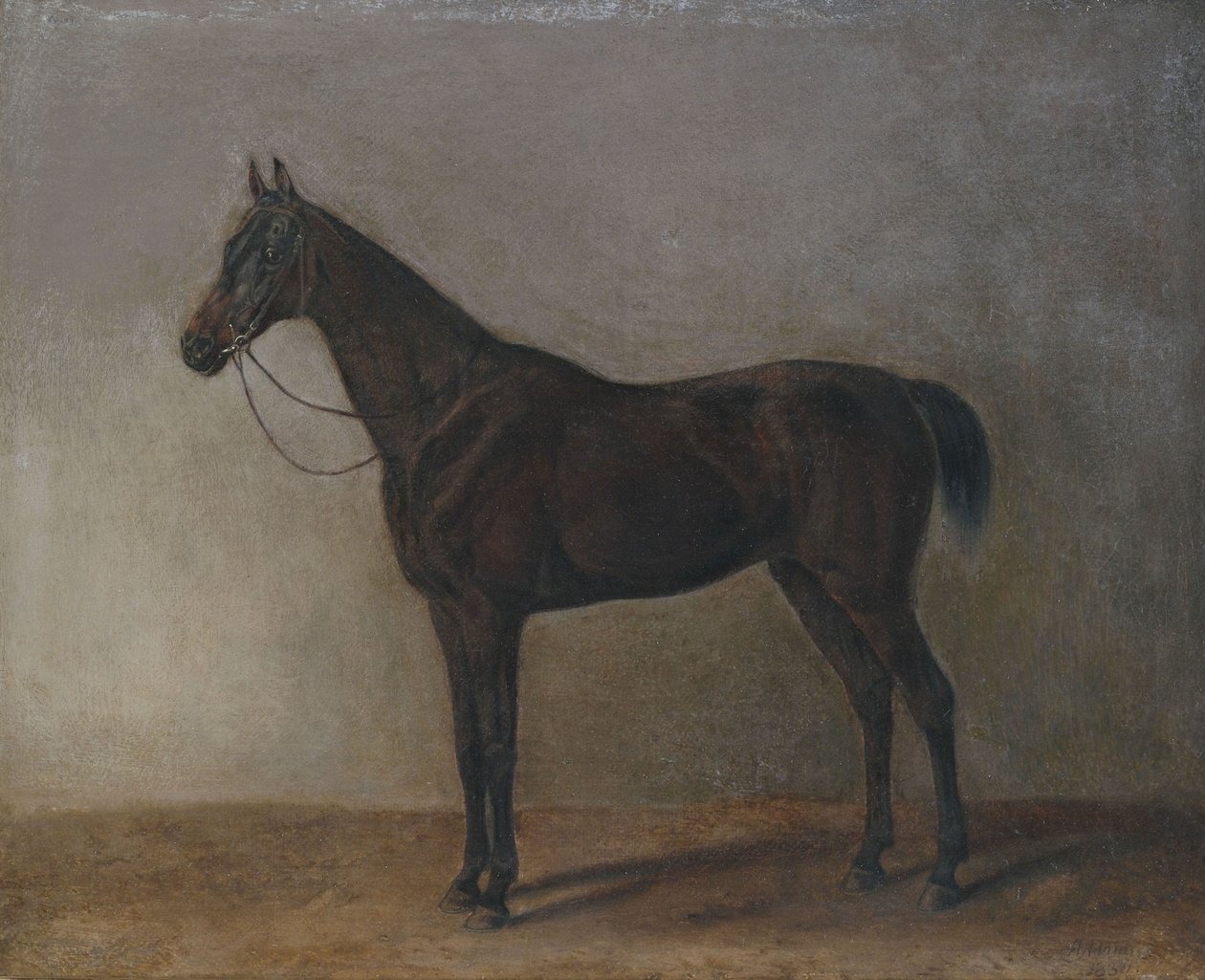 Brauner Wallach von Albrecht Adam