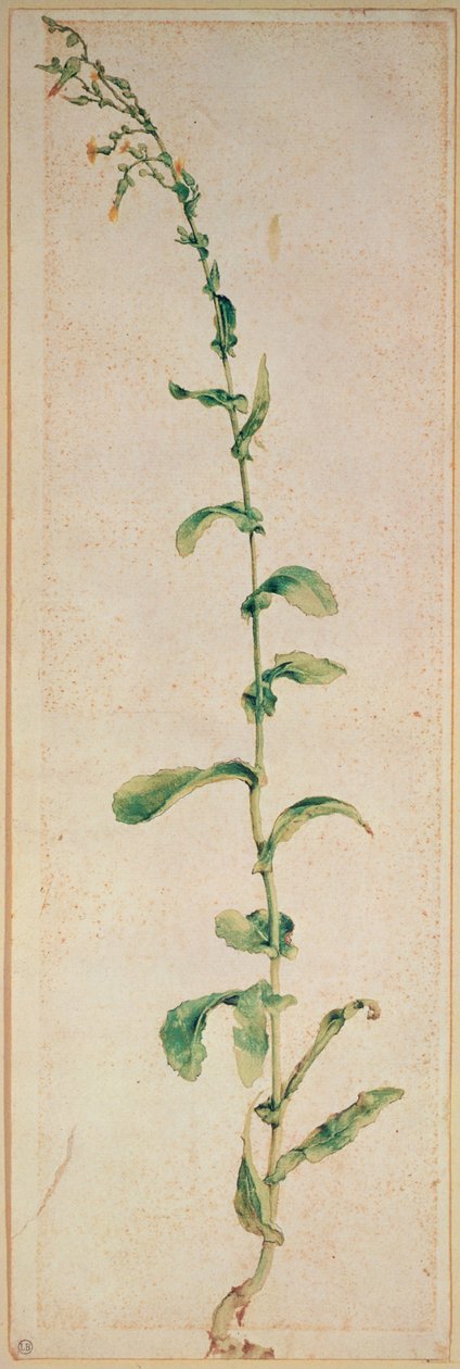 Eine Tabakpflanze von Albrecht Dürer