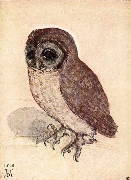 Kleine Eule von Albrecht Dürer